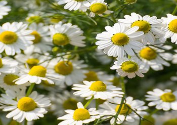 chamomile 328x465